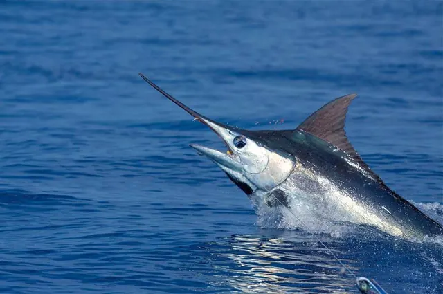 Operation: Swordfish
