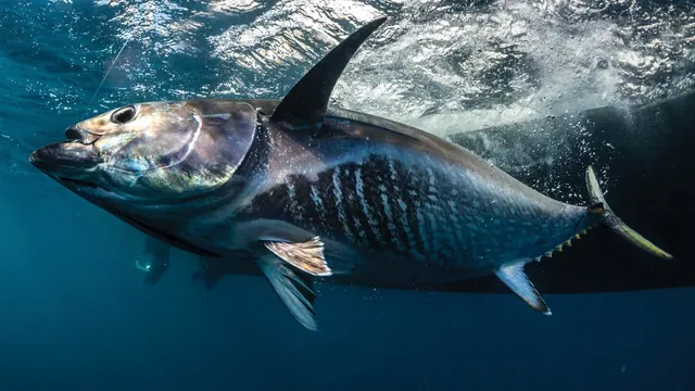 Operation: Bluefin